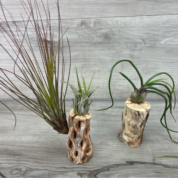 🔆AIR PLANT DRYED CACTUS 🔆 REAL PLANTS DECOR - Picture 5 of 9